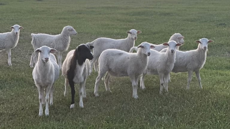 Sheep Banner